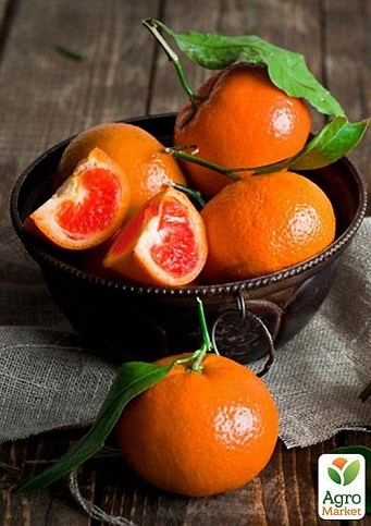 Мандарин "Мандаред" - фото 2