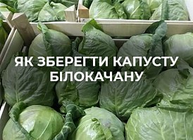 Кращі способи зберігання білокачанної капусти взимку  | Agro-market