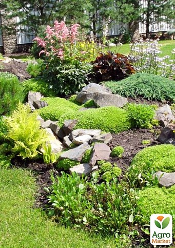 Комплект растений "Рокарий" (Rockery)