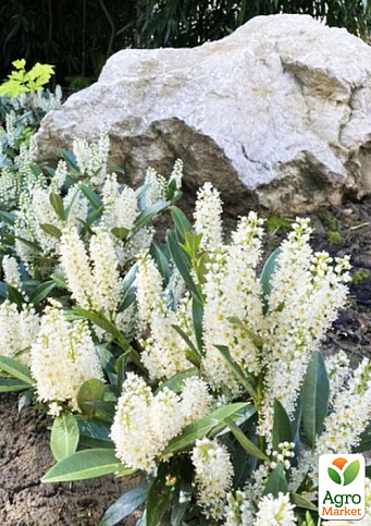 Лавровишня "Gruner Teppich" (вічнозелений низькорослий чагарник) - фото 2