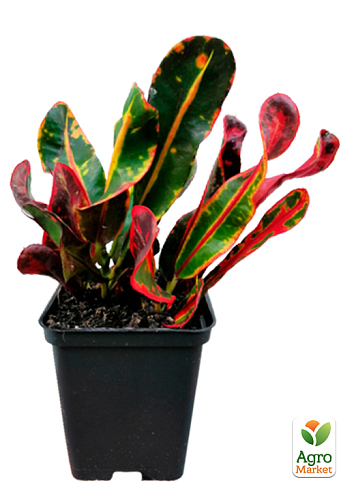 Кодиеум "Mummy" - фото 2