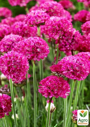 Армерія малинова "Bees Ruby" (вазон С1,5)