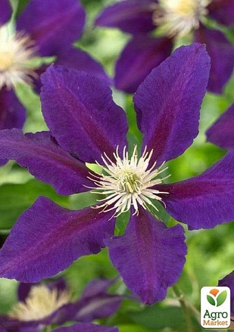 LMTD Клематіс 3-х річний "The Vagabond" (висота 80-90 см) - фото 4