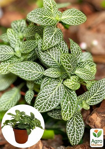 Фиттонія біложілкова (Fittonia Albivenis)