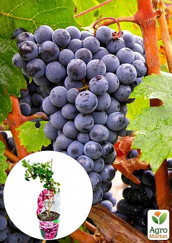 LMTD Виноград "Cabernet Franc" (сортовой, укорененный)