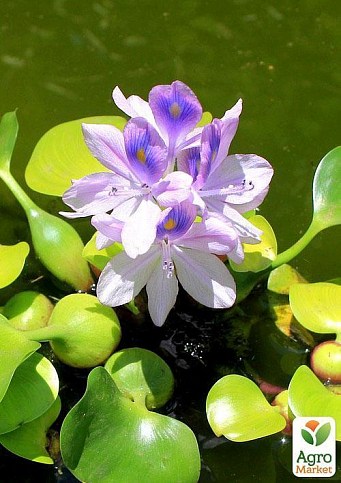 Эйхорния (водяной гиацинт) - фото 3