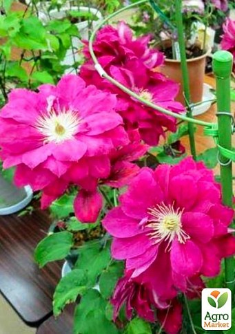 Клематис 3-х летний "Akafuji" С2 - фото 3