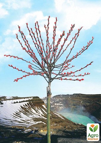 Ива на штамбе "Mount Aso" (высота 1,2-1,8м)