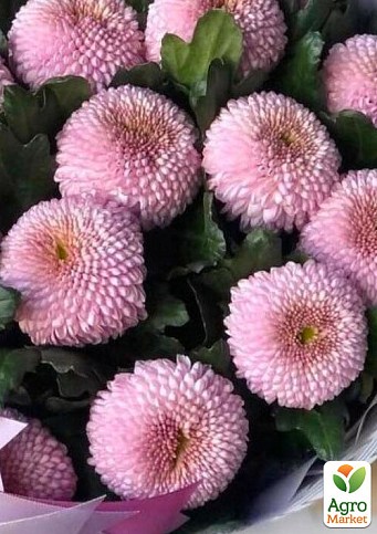 Хризантема великоквіткова "Malabar Pink" (вазон С1 висота 20-30см)