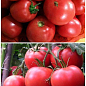 На вагу Томат "Чудо ринку" ТМ "Весна" ціна за 1г