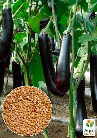 На развес Баклажан "Дюсак" ТМ "Весна" цена за 2г