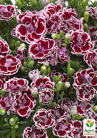 Гвоздика Махровая "Sunflor Red Esta" (контейнер Ø12)