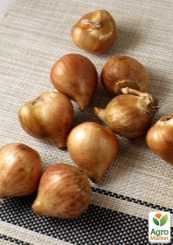 Тюльпан "Eagle Wings"  - фото 2