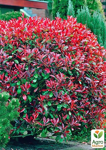 Фотинія Фразера "Little Red Robin" вазон Р9 - фото 3