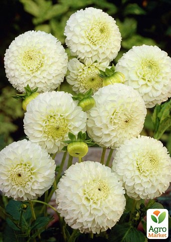 Георгина "Snowflake"