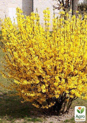 Форзиция европейская "Lynwood Gold" 