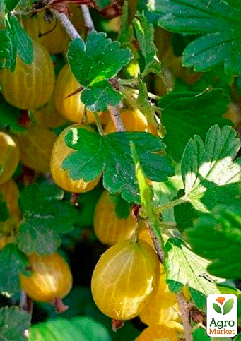 LMTD Крыжовник на штамбе "Yellow ball" вазон С2 - фото 3