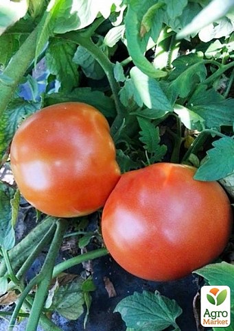 Томат детерминантный "1504 F1" ТМ "Lark Seeds" 5000шт