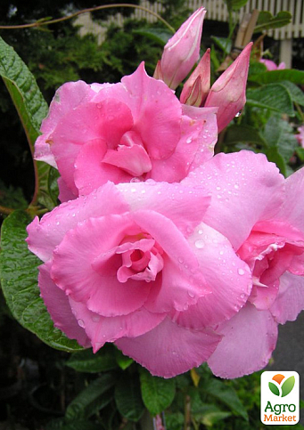 Дипладения (Mandevilla) махровая "Double Blush Pink" (цветущая лиана)