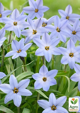 Іфейону "Wisley Blue" 5шт в упаковці