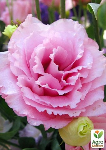 Эустома махровая "Super Magic Rose"