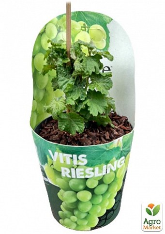 LMTD Виноград "Riesling" (сортовий, укорінений) - фото 3