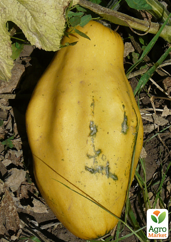 Кабачок "Папайя" ТМ "Vesna Select" 10шт