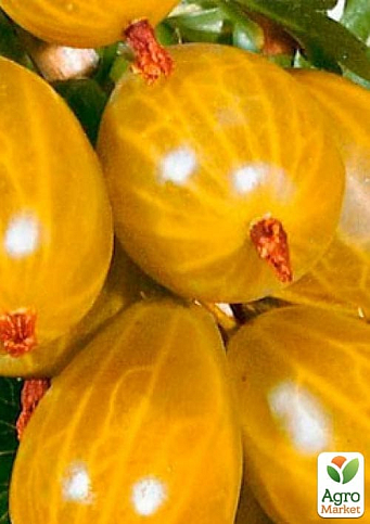 LMTD Крыжовник на штамбе "Yellow ball" вазон С2 - фото 4