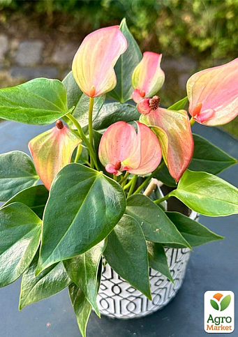 Антуріум (Anthurium) "Matata" висота 20-30см