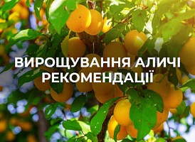 Алича: всі секрети з вирощування та догляду за деревом - корисні статті про садівництво від Agro-Market