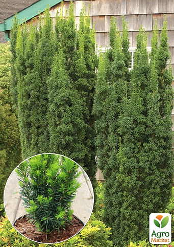 Тис средний "Hicksii" (ком/сетка) высота 70-80см