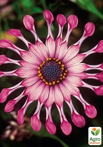 Остеоспермум "Spider Pink"