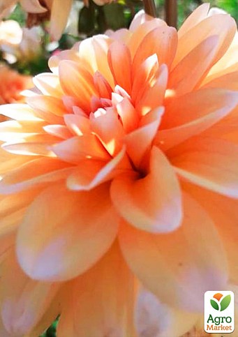 Георгина "Jessy" 1шт в упаковке - фото 2