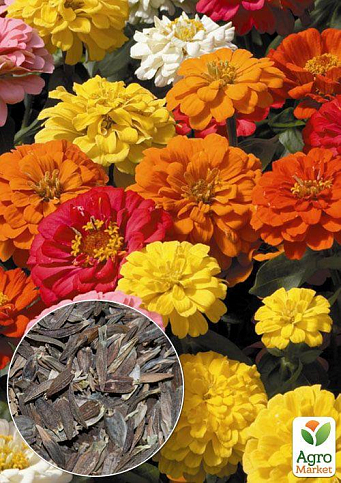 На развес Циния "Махровая высокая" ТМ "Весна" цена за 4г