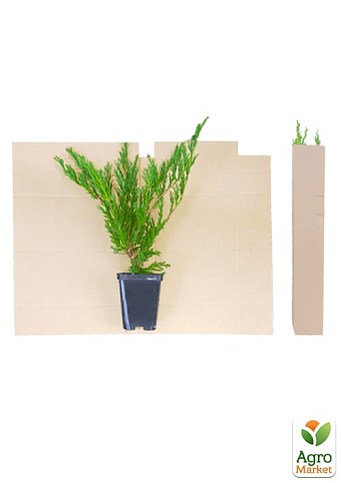 Можжевельник средний "Mint Julep" (контейнер Р9, высота 10-12 см) - фото 2