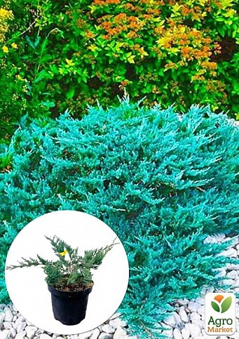 Ялівець горизонтальний "Blue Chip" C2, діаметр 15-20см