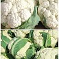 На развес Капуста цветная "Летняя альфа" ТМ "Весна" цена  за 1,5г