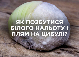 Як боротися з білим нальотом і плямами на цибулі | Agro-market