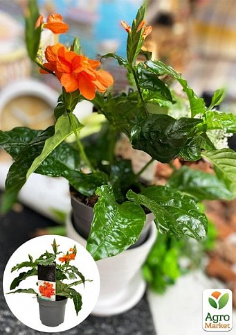 Кроссандра (Crossandra) "Fortuna"