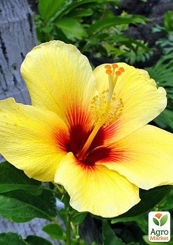 Гибискус комнатный "Boreas Yellow"  - фото 3