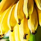 Банан кімнатний "Київський суперкарлик" купить