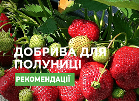 Які мінеральні добрива потрібні полуниці - корисні статті про садівництво від Agro-Market