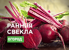 Найраніші сорти буряків - корисні статті про садівництво від Agro-Market