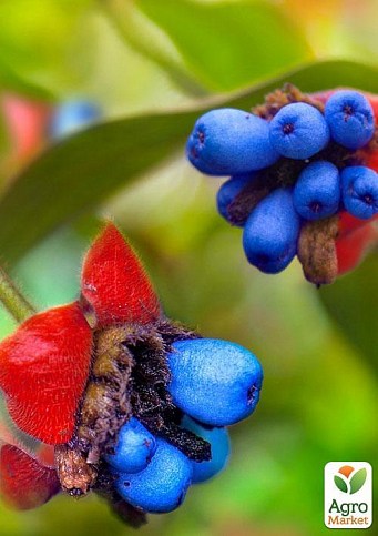 Психотрия возвышенная "Воздух" ТМ "Vesna Exclusive" 5шт - фото 4