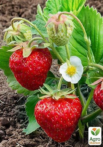 Клубника "Пегас" (Pegasus) 5шт (поздний срок созревания, морозостойкий сорт) - фото 4