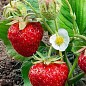 Клубника "Пегас" (Pegasus) 5шт (поздний срок созревания, морозостойкий сорт)