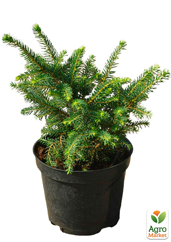 Ялина сербська "Karel" (горщик P9) - фото 2