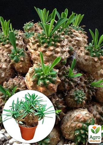 LMTD Эуфорбия "Gabizan" (суккулент) 