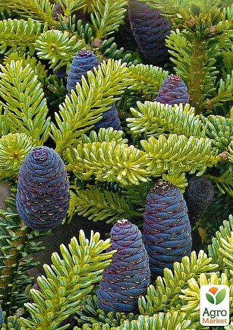 Пихта Корейская (Abies koreana) горшок P9