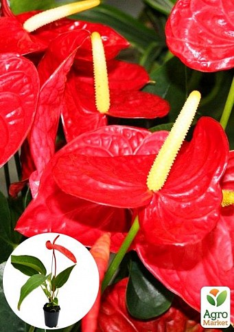 Антуриум (Anthurium) "Tropic Fire"